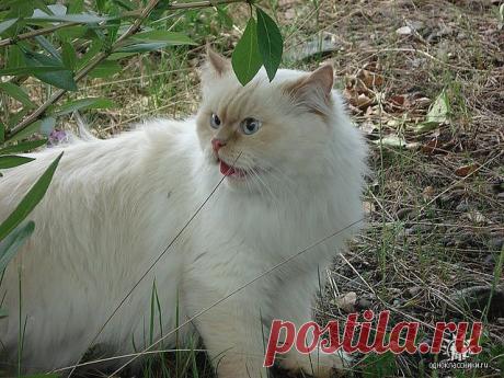 Чем нельзя кормить котов | Уши, лапы, хвост