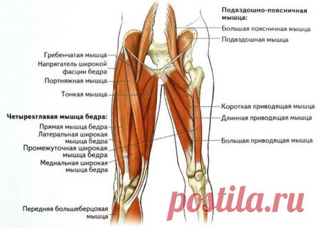 Запись Владимира Турчака ПОРТНЯЖНАЯ МЫШЦА: АНАТОМИЯ, ТОЧКИ НАПРЯЖЕНИЯ, СНЯТИЕ БОЛИ  Портняжная мышца — самая длинная в теле. Сверху она прикреплена к выступу на передней стороне тазовой кости. Затем она пересекает бедро и крепится чуть ниже коленного сустава с внутренней стороны. Когда она сокращается, вместе с д..