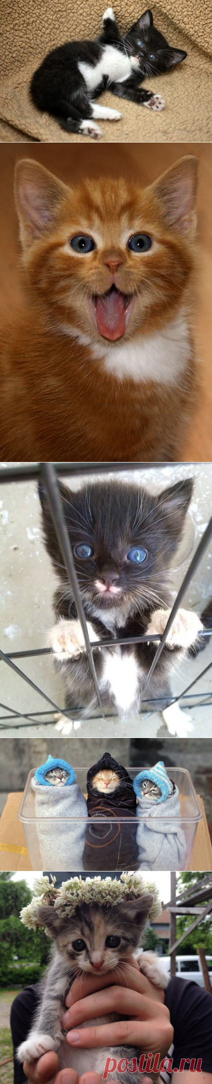Подборка котиков-антидепрессантов