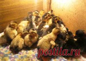 выращивание утят в домашних условиях