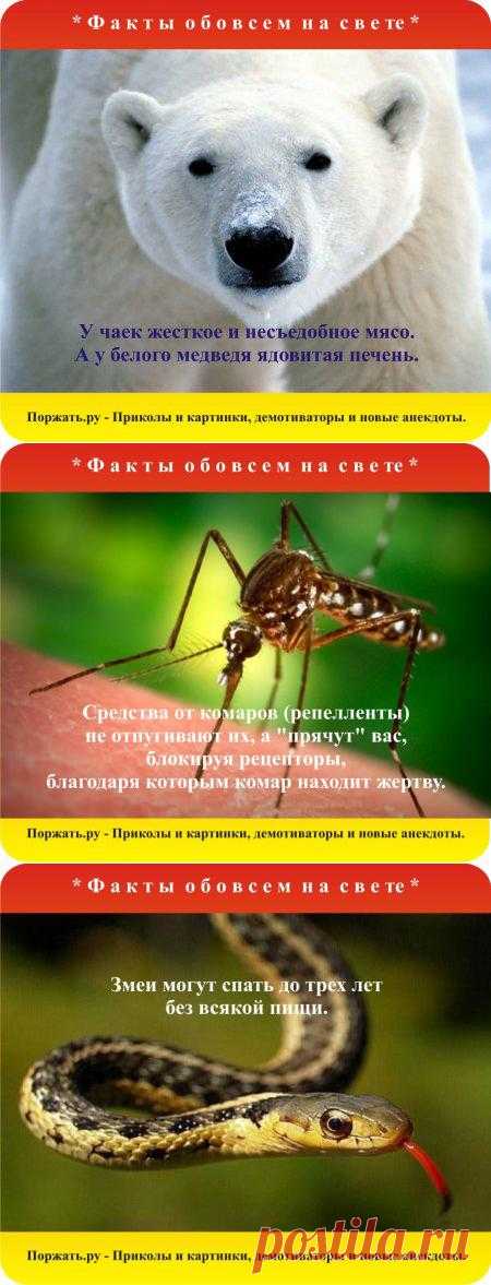 Знаете ли вы, что средства от комаров (репелленты) не отпугивают их, а "прячут" вас, блокируя рецепторы, благодаря которым комар находит жертву. 
Еще много интересных факты в картинках обо всем.