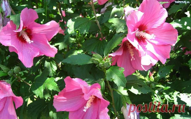 (Hibiscus) один из лучших длительноцветущих многолетников, он обильно цветет с июня до заморозков на солнечном, защищённом от холодного ветра месте.