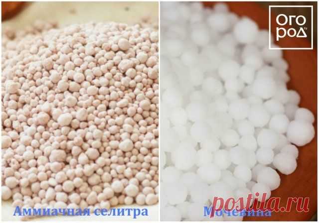 Аммиачная селитра – состав удобрения и применение его на даче