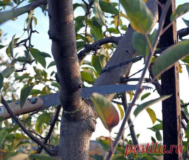 Основные ошибки при обрезке плодовых деревьев