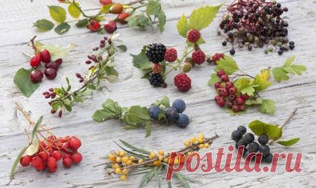 Польза ягод. Зимние ягоды | Эффективное похудение. Все виды диет Польза ягод. Зимние ягоды