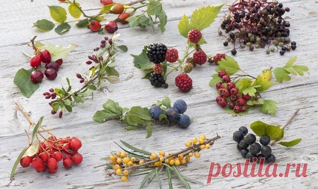 Польза ягод. Зимние ягоды | Эффективное похудение. Все виды диет Польза ягод. Зимние ягоды