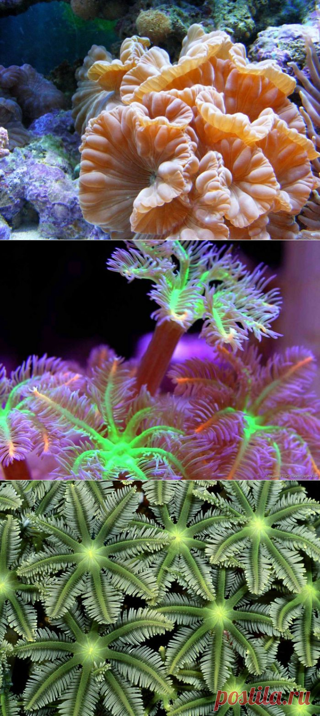 ЦВЕТЫ МОРЯ.