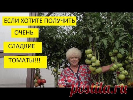 Самая важная подкормка для томатов в июле! Обязательно сделайте ее!