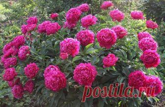 Пион на миллион. 5 секретов пышного цветения кустов
