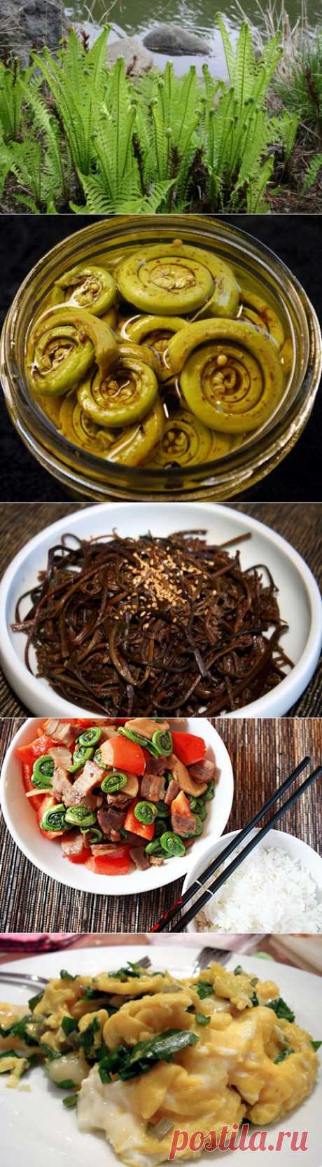 Как приготовить папоротник орляк. Как приготовить папоротник с мясом и по-корейски - FB.ru