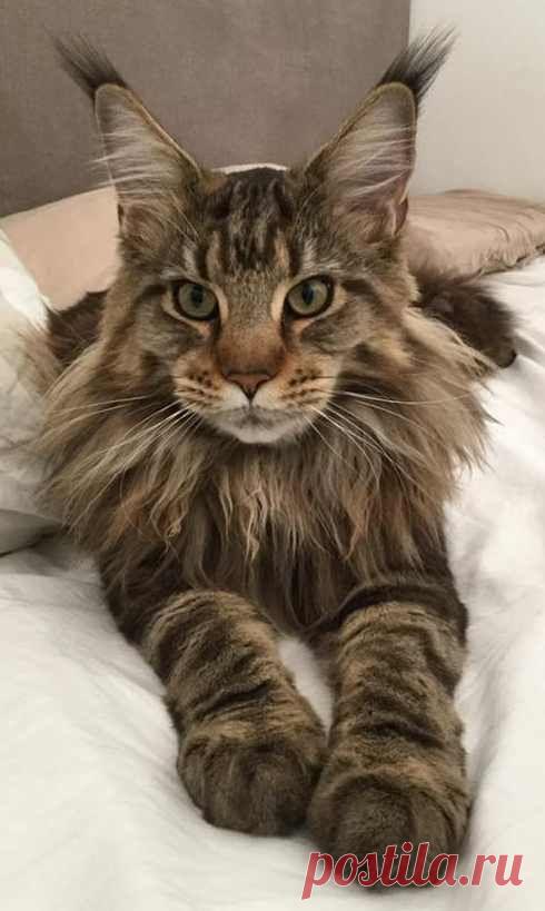 Do Maine Coon cats shed? Well, yes, they do a bit but no more than the average cat. Click on the pic to read the full article.