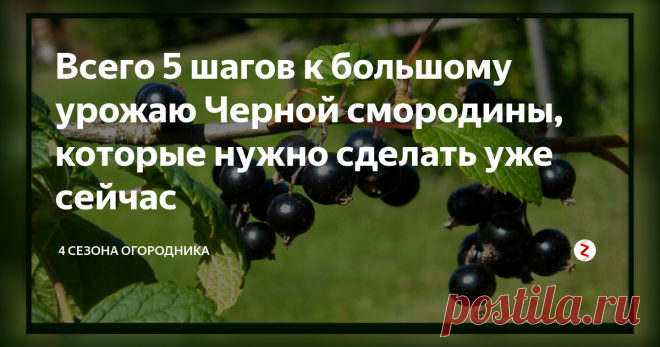 Всего 5 шагов к большому урожаю Черной смородины, которые нужно сделать уже сейчас Чтобы сезон принёс щедрый урожай, важно правильно ухаживать за ягодником. Обсудим весенние нужды кладези витамина С – чёрной смородины.
Уход за кустами чёрной смородины весной включает в себя:
Наведение чистоты
За зиму некоторые веточки могли обломиться, под кустами мог накопиться посторонний мусор, листва и сено. Всё, что извлечено из-под куста и между его веток важно собрать и сжечь. Золу можно