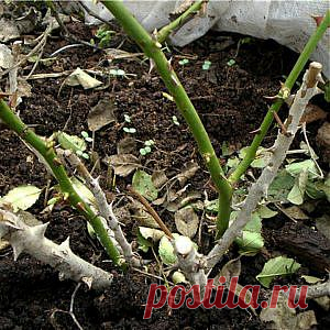 Усадьба | Цветы в саду : Ухаживаем за розами после зимы