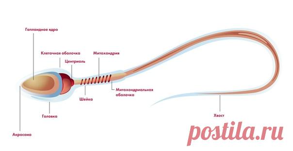 Сперматозоиды.

Сперматозоиды — подвижные мужские половые клетки. Мобильность
этих клеток возможна благодаря наличию в шейке спиральной митохондрии, которая вырабатывает энергию, необходимую для движения.

Сперматозоид состоит из трёх частей: головки, шейки и хвоста. Головка имеет округлую форму, на переднем конце которой находится акросома, содержащая ферменты. Они растворяют оболочку яйцеклетки при соприкосновении половых клеток,
и головка сперматозоида проникает в яйцек...