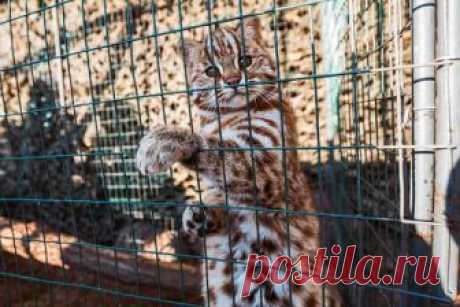 Дальневосточный лесной кот.