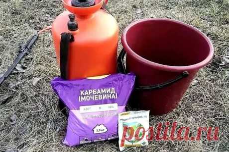 #помощьдлярастений 
ОБРАБОТКА МОЧЕВИНОЙ САДА ОСЕНЬЮ

Мочевина - самый экономный и эффективный вариант обработки сада поздней осенью. 3 веских причины взять карбамид, а не купорос, в это время.
Чтобы плодовые деревья и кусты давали максимум качественного урожая, важно позаботиться о них с осени. Очень часто плодовые культуры не могут плодоносить на максимум, из за множества болезней, они просто сдерживают нормальное развитие урожая.

Начиная со второй половины октября уже м...