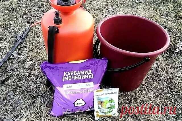 #помощьдлярастений 
ОБРАБОТКА МОЧЕВИНОЙ САДА ОСЕНЬЮ

Мочевина - самый экономный и эффективный вариант обработки сада поздней осенью. 3 веских причины взять карбамид, а не купорос, в это время.
Чтобы плодовые деревья и кусты давали максимум качественного урожая, важно позаботиться о них с осени. Очень часто плодовые культуры не могут плодоносить на максимум, из за множества болезней, они просто сдерживают нормальное развитие урожая.

Начиная со второй половины октября уже м...