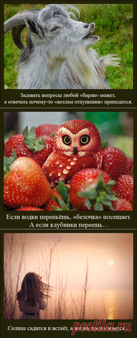 А на манеже одни и те же, зато в манеже подгузки свежи - так называется новая подборка юмористических фраз и веселых картинок Александра Крутоуса.
