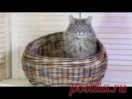 Кошкин дом. Запись прямого эфира. Часть 1