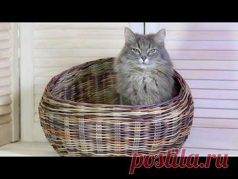 Кошкин дом. Запись прямого эфира. Часть 3