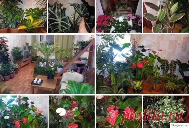 5 НАТУРАЛЬНЫХ УДОБРЕНИЙ ДЛЯ ДОМАШНИХ ЦВЕТОВ.