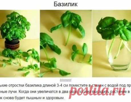8 овощей, которые можно купить один раз, а потом выращивать всегда