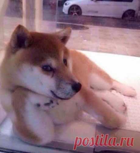 Блог сайта «Уши, лапы, хвост»