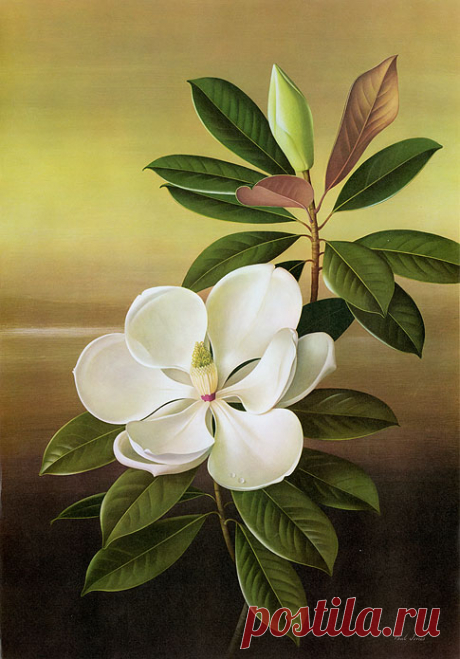 Paul Jones Flora Magnifica & Flora Superba. Цветочные иллюстрации.