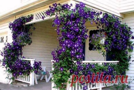 10 самых красивых вьющихся растений для вашего сада
