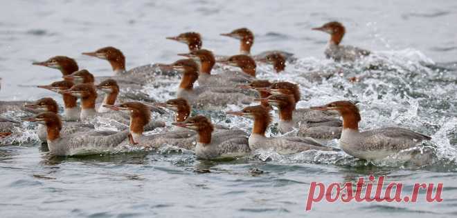Ready, Set, GO! This large group of Common Mergansers was churning up the water as they sped past on Georgian Bay. Seen in Killbear Provincial Park, Ontario. (Mergus merganser)
