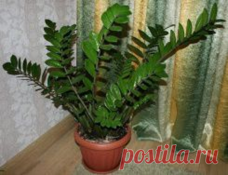 Zamioculcas или &quot;долларовое дерево&quot; - секреты ухода
