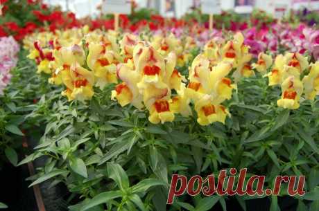 Однолетники, растущие самосевом. Сеем под зиму, а весной любуемся цветами | Дача Удачи | Яндекс Дзен