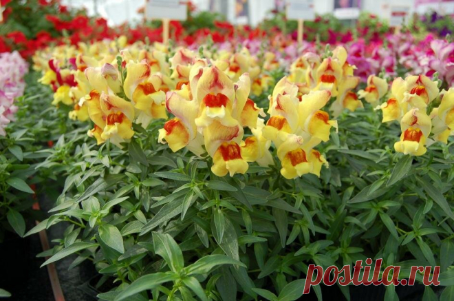 Однолетники, растущие самосевом. Сеем под зиму, а весной любуемся цветами | Дача Удачи | Яндекс Дзен