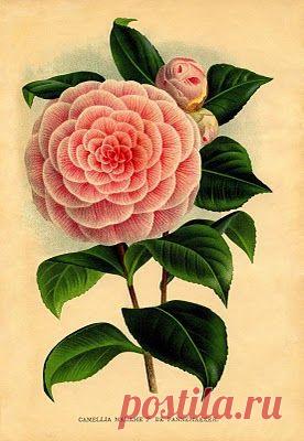 Найдено на сайте graphicsfairy.blogspot.com.