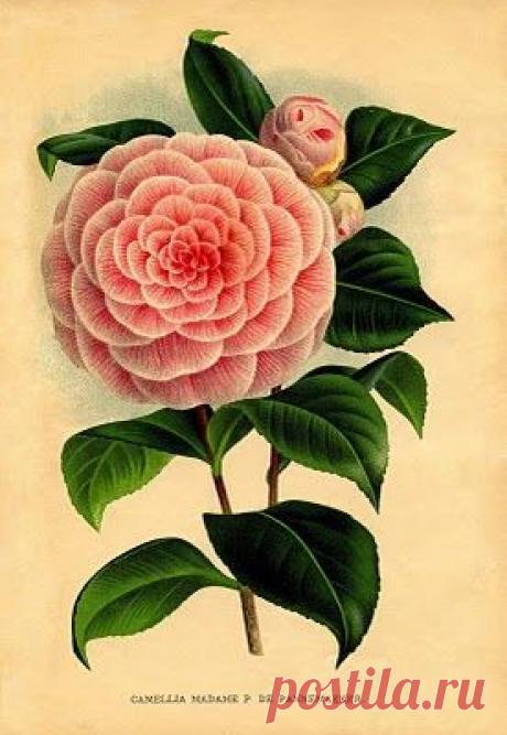 Найдено на сайте graphicsfairy.blogspot.com.