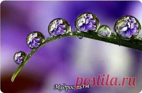 Способность видеть чудесное в обыкновенном — неизменный признак мудрости.
Ральф Уолдо Эмерсон