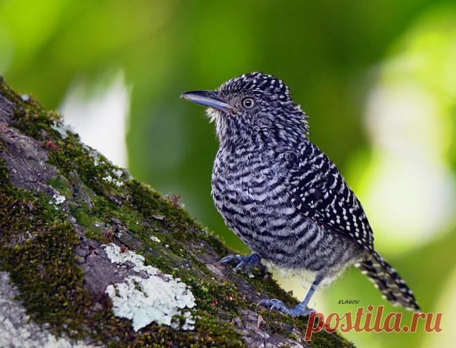 Batará Carcajada - Thamnophilus multistriatus-Bar-crested Antshrike Explore eduardolago1's photos on Flickr. eduardolago1 has uploaded 941 photos to Flickr.