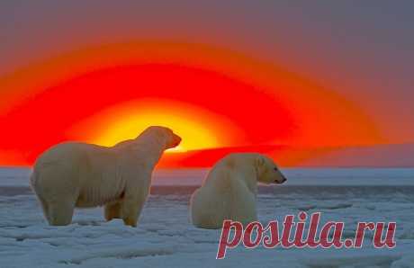 Потрясающие кадры - белые медведи на фоне Арктического заката - Путешествуем вместе