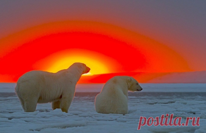 Потрясающие кадры - белые медведи на фоне Арктического заката - Путешествуем вместе