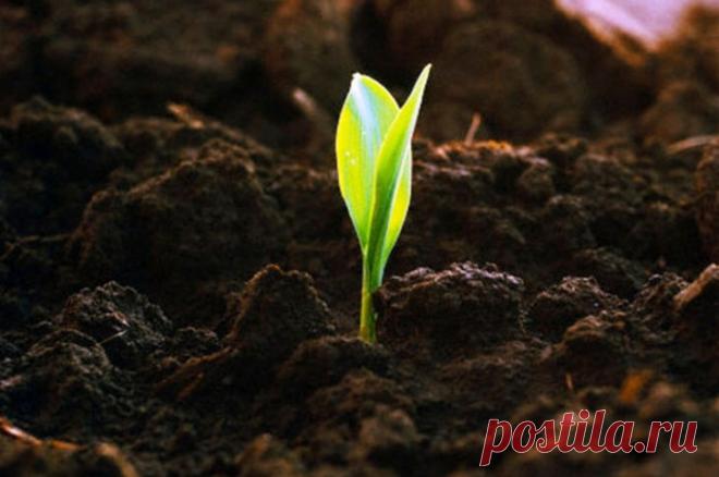 Земля земле рознь » Сад для всей семьи - практическое садоводство