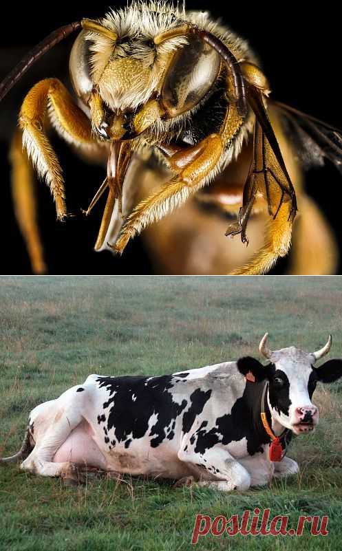 Пчелы и коровы опаснее акул