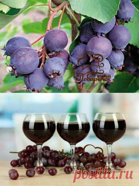 Вино из ирги в домашних условиях - пошаговый рецепт