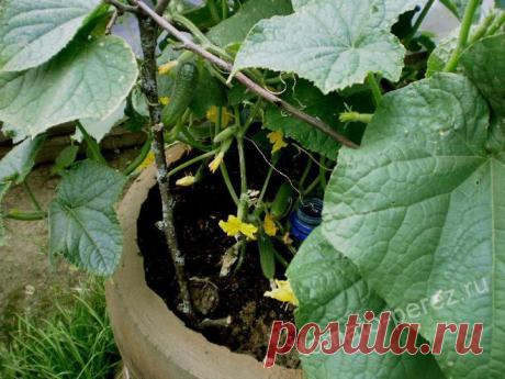 ...ЕЩЁ РАЗ ПРО ОГУРЦЫ.....