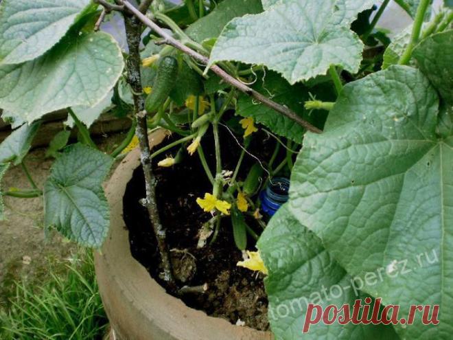 ...ЕЩЁ РАЗ ПРО ОГУРЦЫ.....