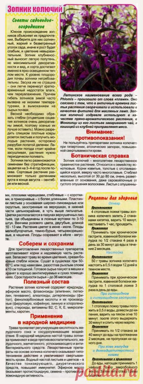 Зопник колючий от болезней желудочно-кишечного тракта