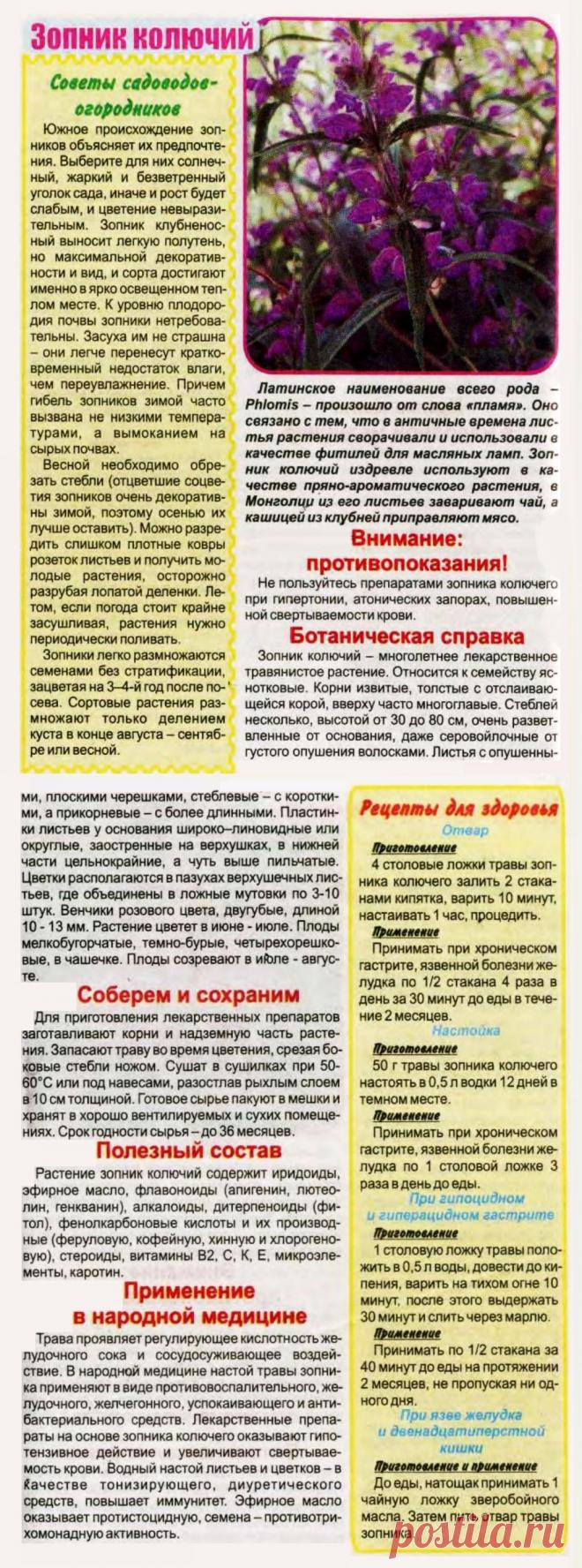 Зопник колючий от болезней желудочно-кишечного тракта