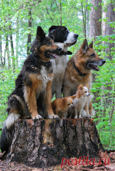 buzzzikin — «А вам слабо?» на Яндекс.Фотках