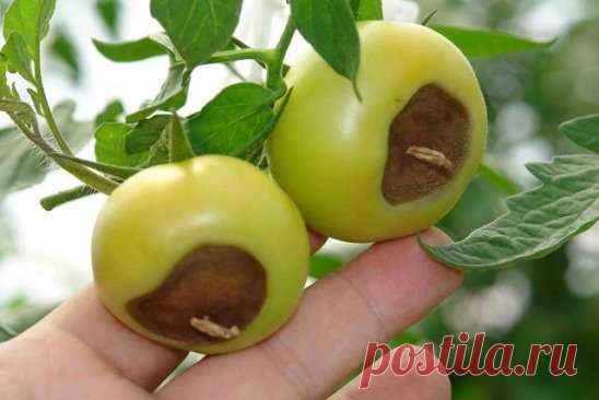 БОЛЕЗНИ ТОМАТОВ И СПОСОБЫ ЛЕЧЕНИЯ!!!
-------------------------------------------------------------------------------------------
Чтобы не потерять совет , жмите  поделиться.
-------------------------------------------------------------------------------------------
Борьба с болезнями томатов, как правило, начинается на 