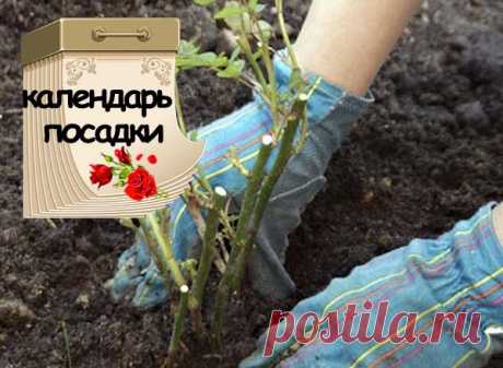 Посадка роз весной в открытый грунт саженцами: когда и как правильно сажать