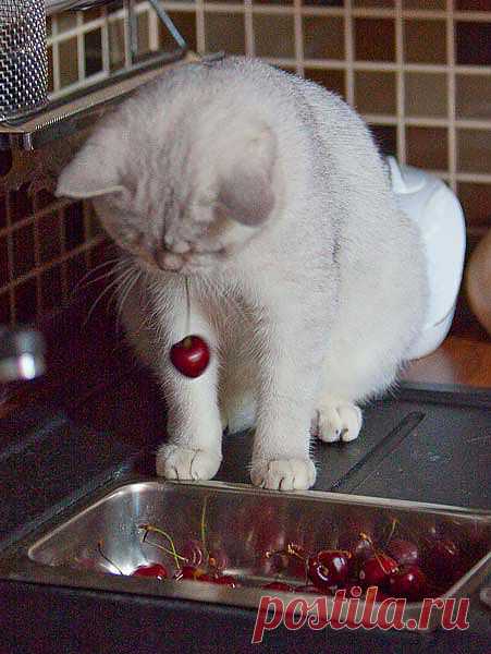 Мы, коты в черешне толк знаем!